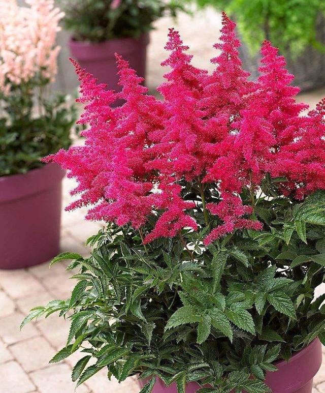 花园的边角落不要浪费，最适合种植落新妇，给你不一样的惊喜