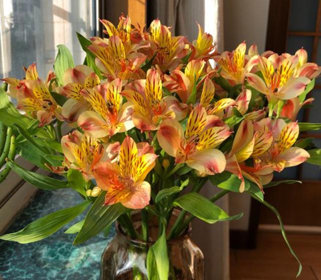 六出花最适合家庭养护的盆栽花卉