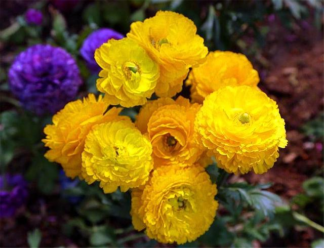 这种花比荷花美，比牡丹艳，上盆做好5件事，开花又大又多