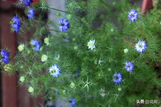 如有院落，就不要错过黑种草，比铁线莲美，特别好养