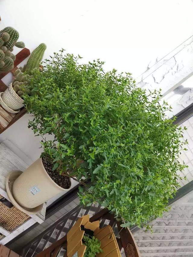 小木槿是这样爆盆的：教你3个小妙招，养出花团锦簇般的小木槿