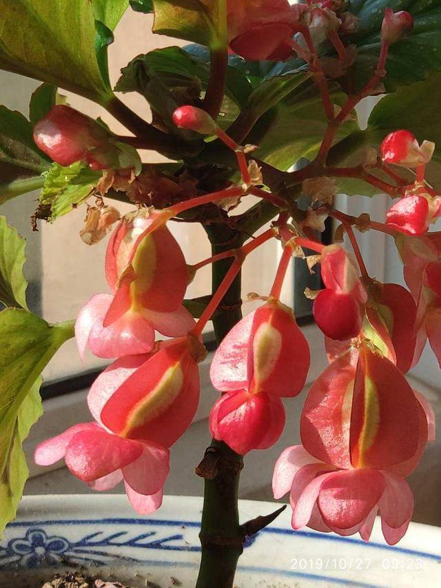 竹节海棠，春天正适合养，开花红红火火