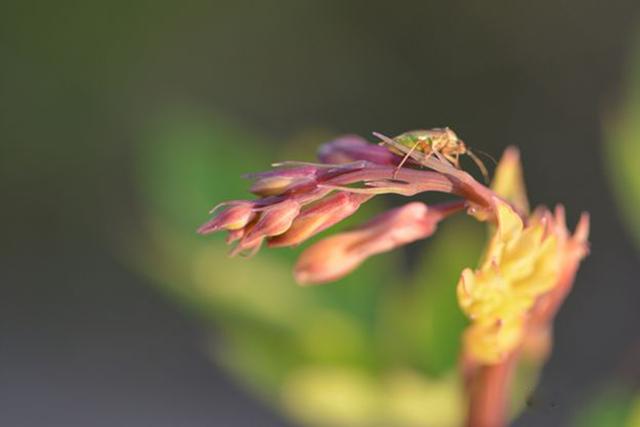 超耐寒超耐阴，做花境植物的绝佳选择