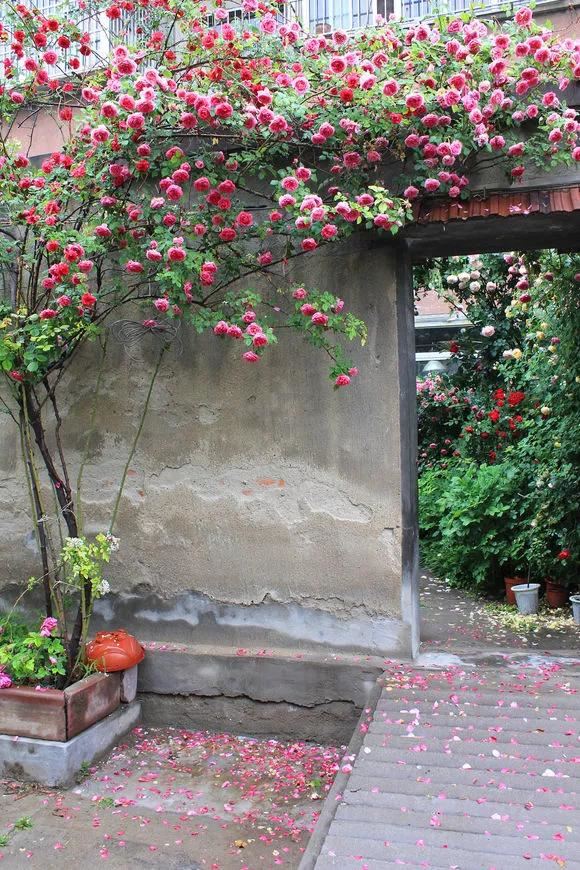 3种爬藤花是“开花大王”，家里养几盆，半年成花墙