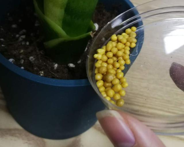 5种花现在就要勤施肥，每隔10天灌点它，花苞咕噜咕噜冒出来