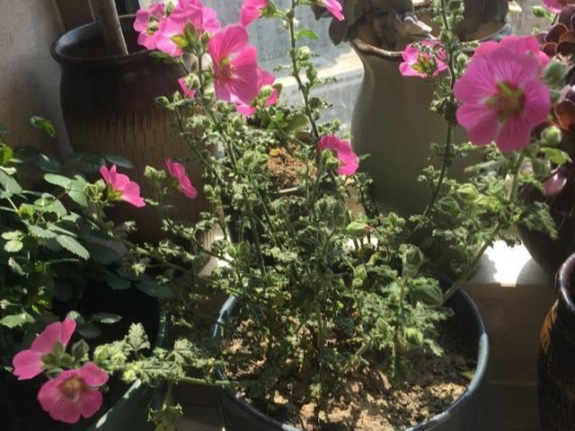 “小木槿”怎么养，才能开花茂盛呢？其实用这些方法就能行