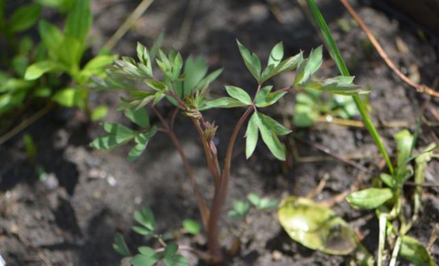 超耐寒超耐阴，做花境植物的绝佳选择