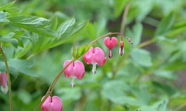 超耐寒超耐阴，做花境植物的绝佳选择