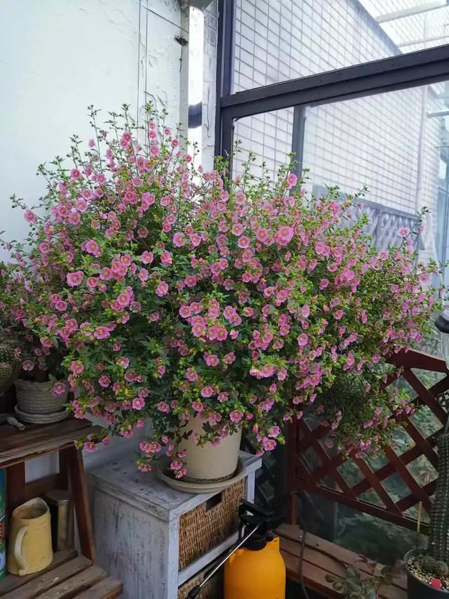 小木槿是这样爆盆的：教你3个小妙招，养出花团锦簇般的小木槿