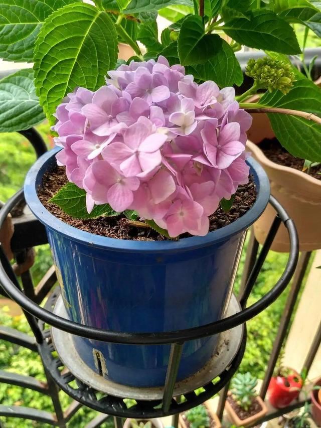 无尽夏，凭实力挤爆阳台的绣球花，施点技法让它的花色妖起来！