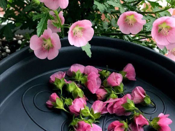 “小木槿”怎么养，才能开花茂盛呢？其实用这些方法就能行