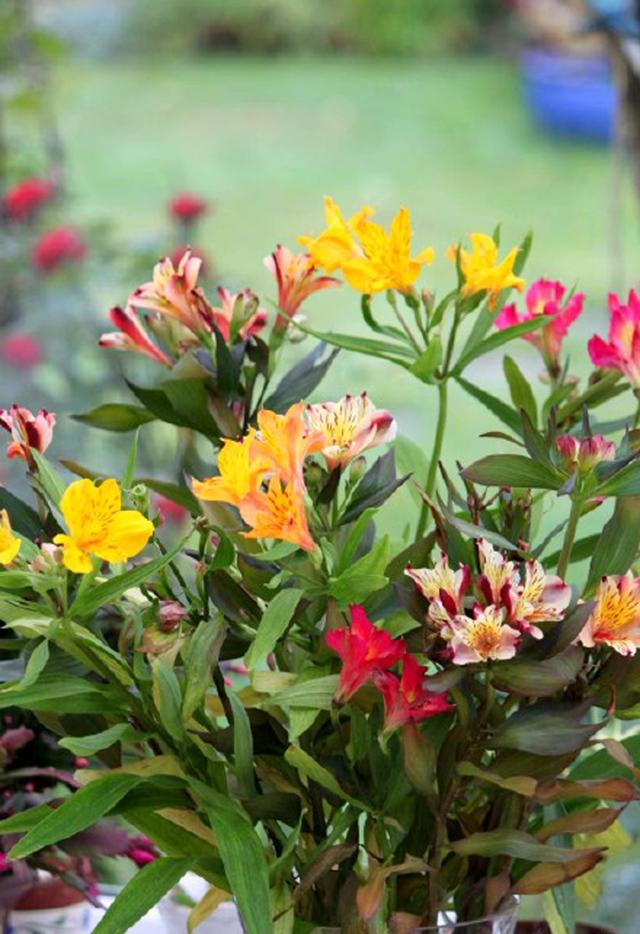 六出花，最适合家庭养护的盆栽花卉