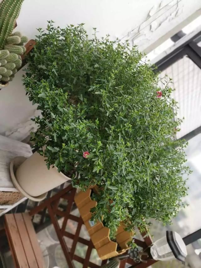 小木槿是这样爆盆的：教你3个小妙招，养出花团锦簇般的小木槿