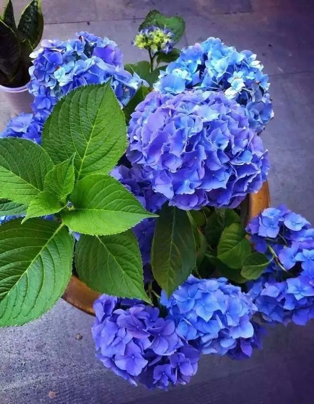 无尽夏，凭实力挤爆阳台的绣球花，施点技法让它的花色妖起来！