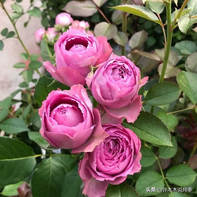 月季修剪不当开花少开花小？详细图文教程送你，马上剪还不晚