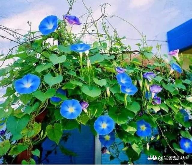 超美爬藤植物！终于齐啦~