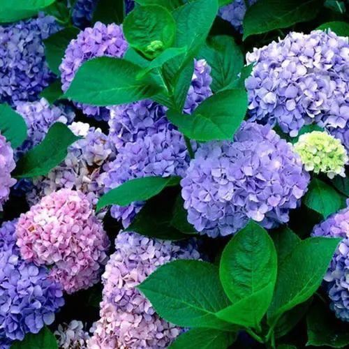 无尽夏，凭实力挤爆阳台的绣球花，施点技法让它的花色妖起来！