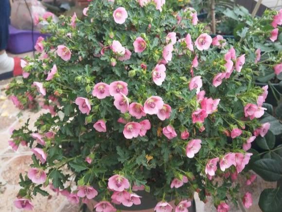 “小木槿”怎么养，才能开花茂盛呢？其实用这些方法就能行
