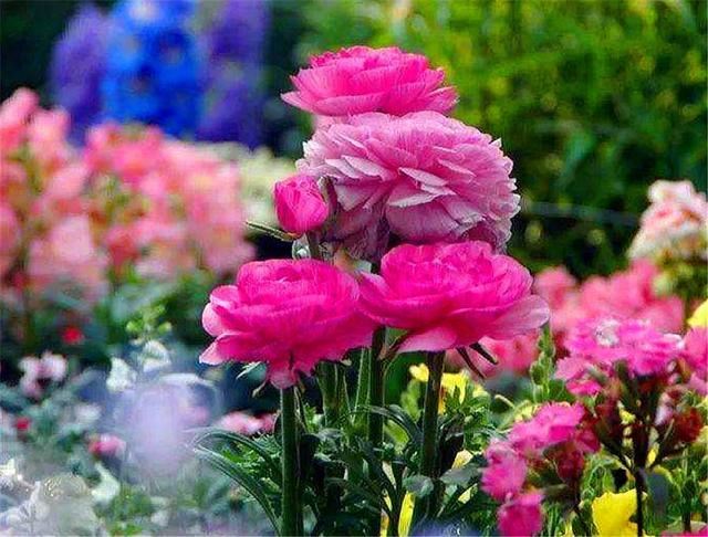 这种花比荷花美，比牡丹艳，上盆做好5件事，开花又大又多