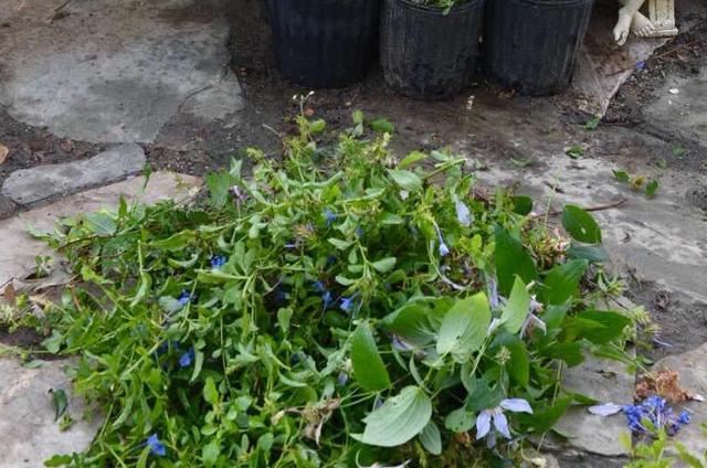 刚开始养花就选蓝雪花，花期长、花量大，做到4点花开不停歇