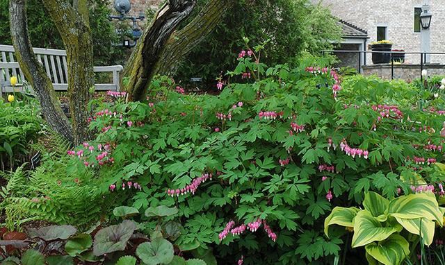 超耐寒超耐阴，做花境植物的绝佳选择