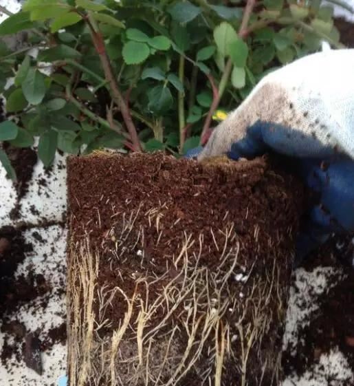 阳台就养一株这种花，花色柔美，持续开花，一次开爆盆成花海