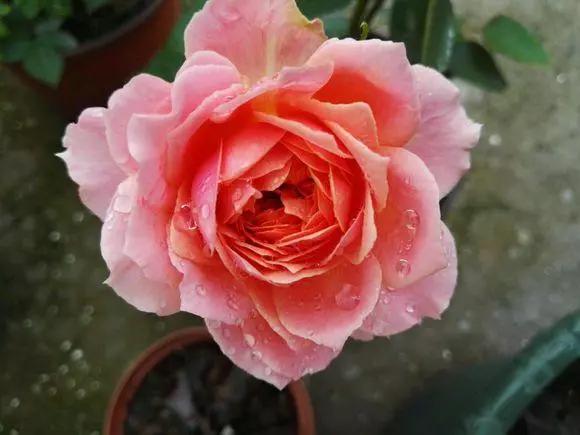 阳台就养一株这种花，花色柔美，持续开花，一次开爆盆成花海