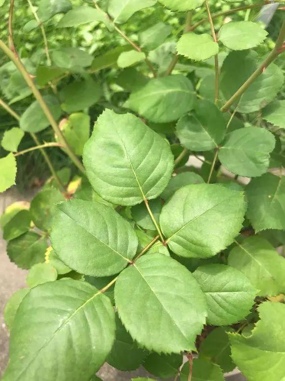 阳台就养一株这种花，花色柔美，持续开花，一次开爆盆成花海