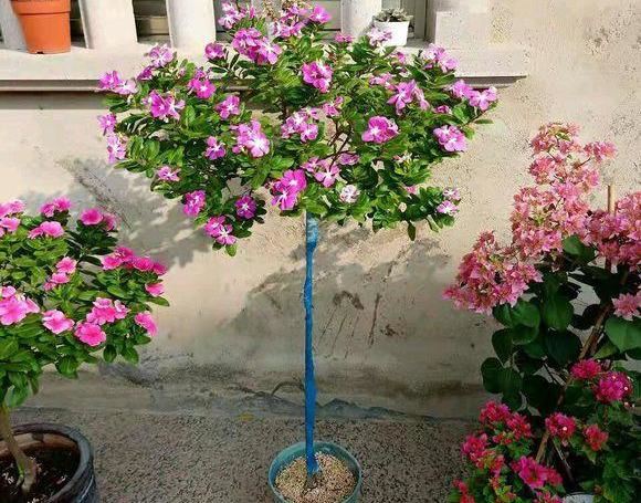 修剪长春花，一杆托3枝，3枝托9杈，越剪越丰满，长成小花树