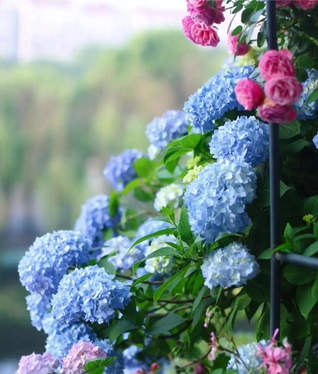 无尽夏，凭实力挤爆阳台的绣球花，施点技法让它的花色妖起来！