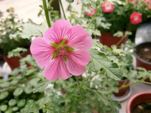 “小木槿”怎么养，才能开花茂盛呢？其实用这些方法就能行