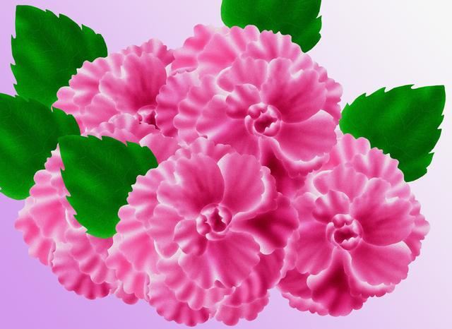 盆栽秋海棠出现难开花，学好播种繁殖技巧，使其多年开花也不难