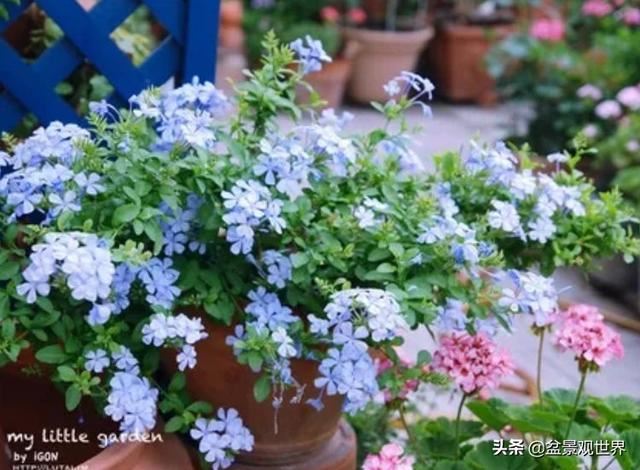 超美爬藤植物！终于齐啦~