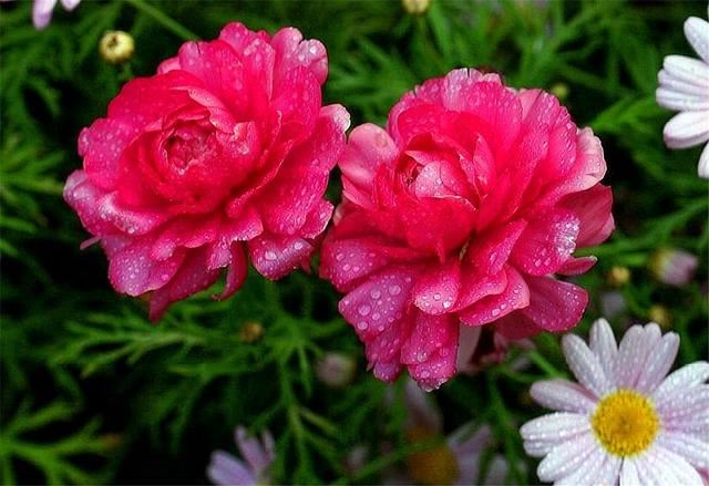 这种花比荷花美，比牡丹艳，上盆做好5件事，开花又大又多