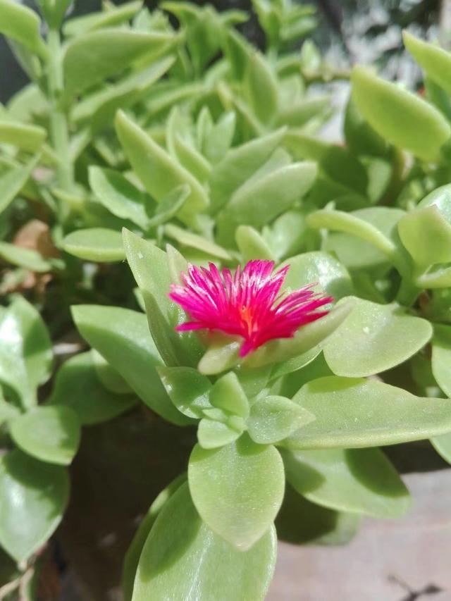 牡丹吊兰插枝后出现叶片暗淡？做好这7点，叶绿花艳并不难