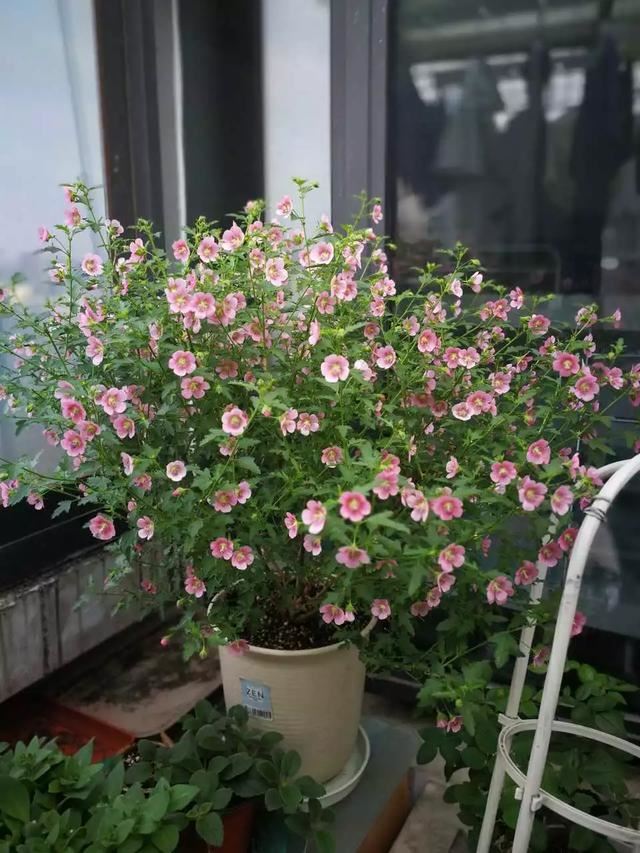 小木槿是这样爆盆的：教你3个小妙招，养出花团锦簇般的小木槿
