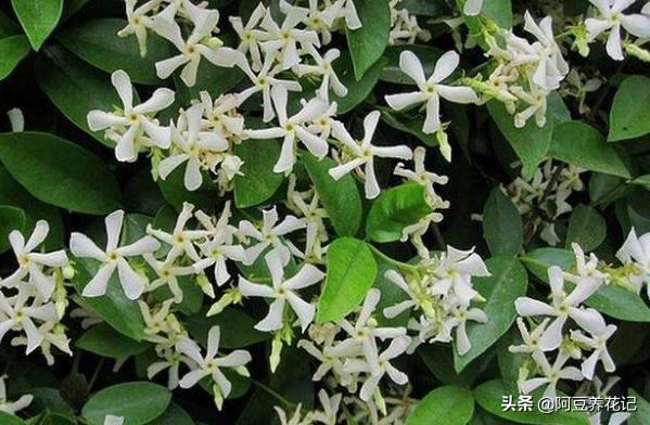 他花了3年，只养1种花，便打造出庭院花海，特漂亮！