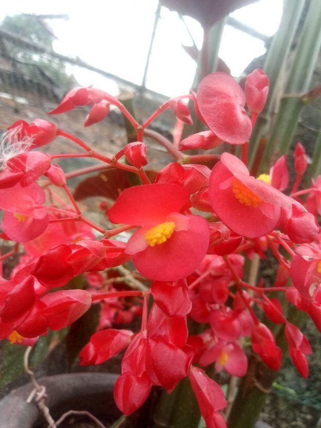 竹节海棠，春天正适合养，开花红红火火