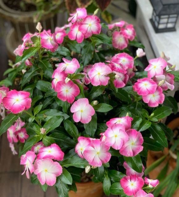 修剪长春花，一杆托3枝，3枝托9杈，越剪越丰满，长成小花树
