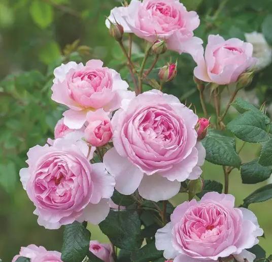 5种花现在就要勤施肥，每隔10天灌点它，花苞咕噜咕噜冒出来