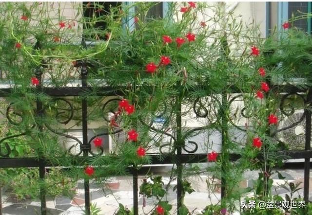 超美爬藤植物！终于齐啦~
