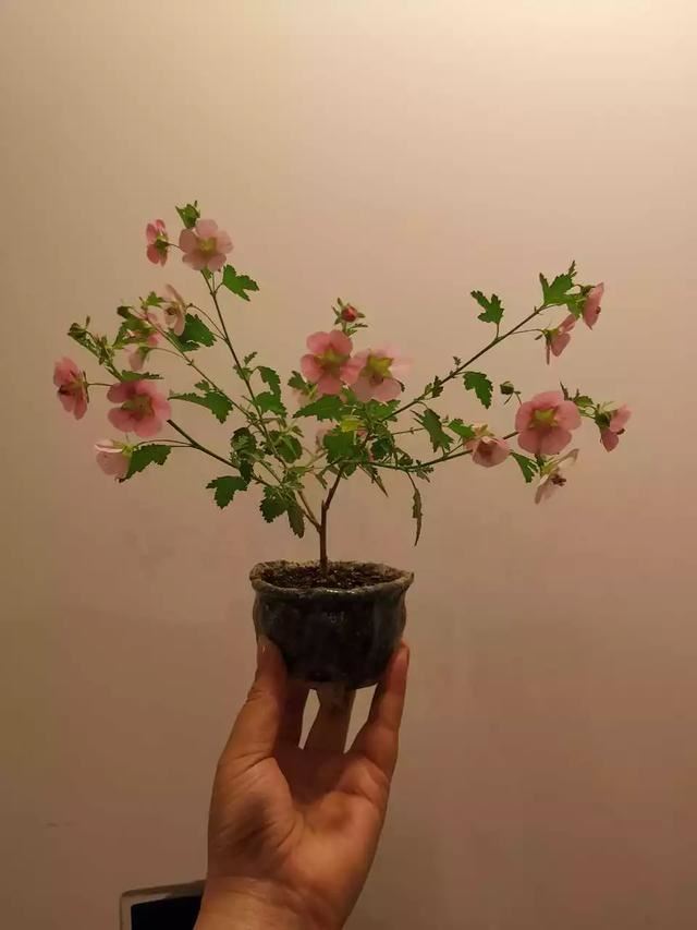 小木槿是这样爆盆的：教你3个小妙招，养出花团锦簇般的小木槿