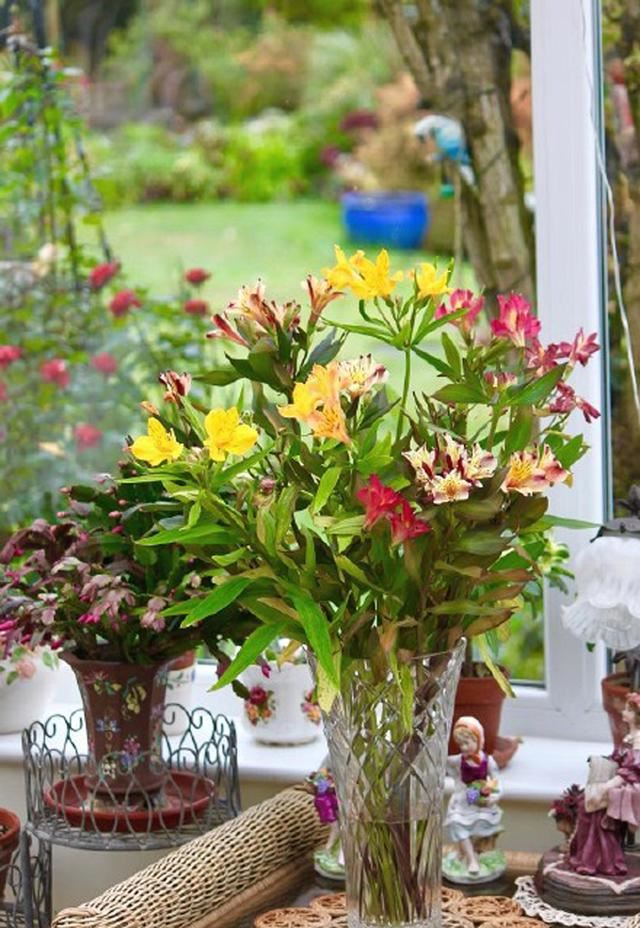 六出花，最适合家庭养护的盆栽花卉