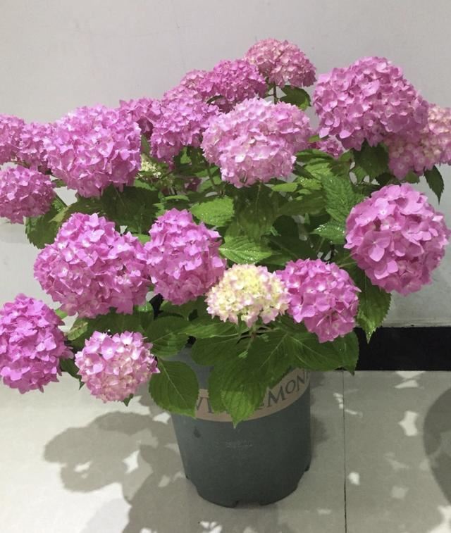 春天促进绣球开花，这“3件事”别做晚了，否则长得像绿萝