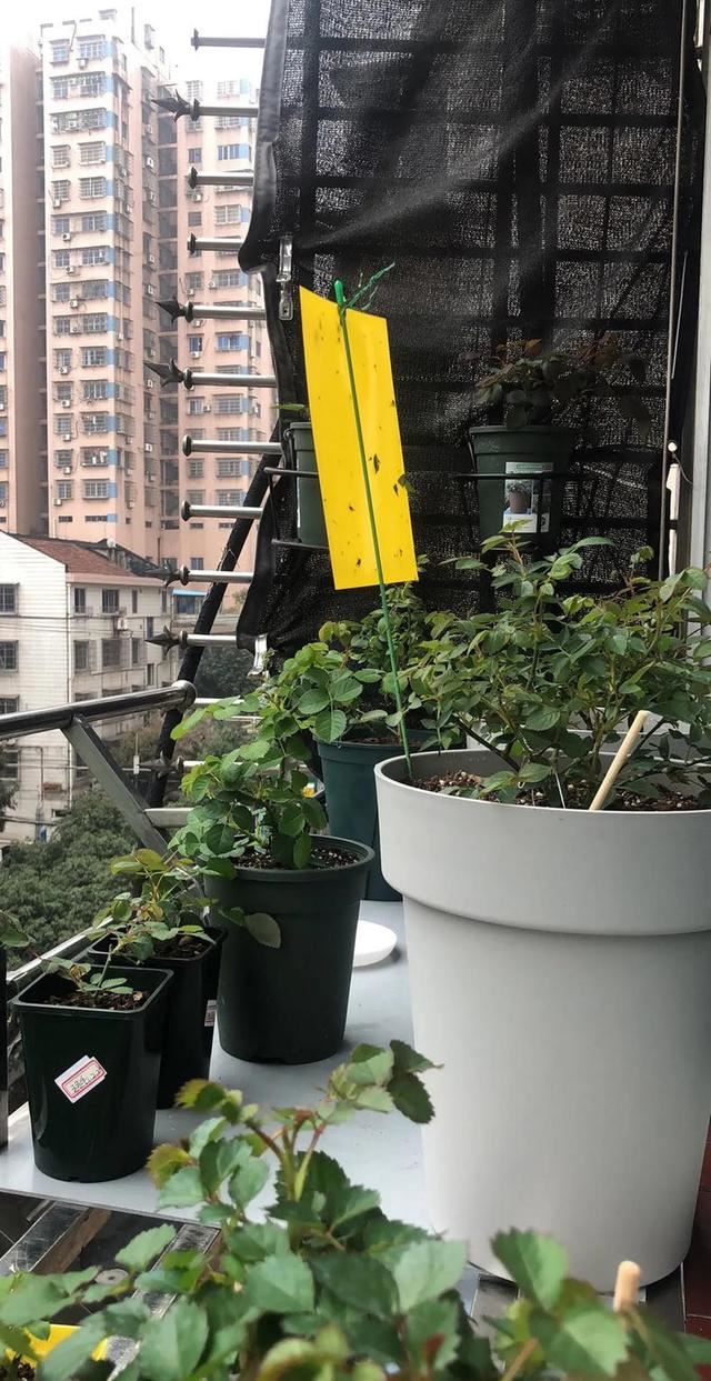 养月季要谨慎，千万别进这几个“坑”