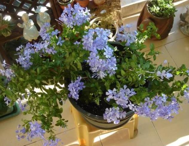 刚开始养花就选蓝雪花，花期长、花量大，做到4点花开不停歇