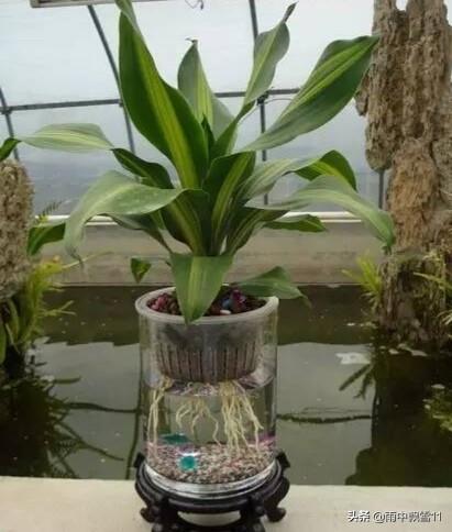 水培养花卉，做好这几点，花卉绿植长势好，花期长久不凋谢