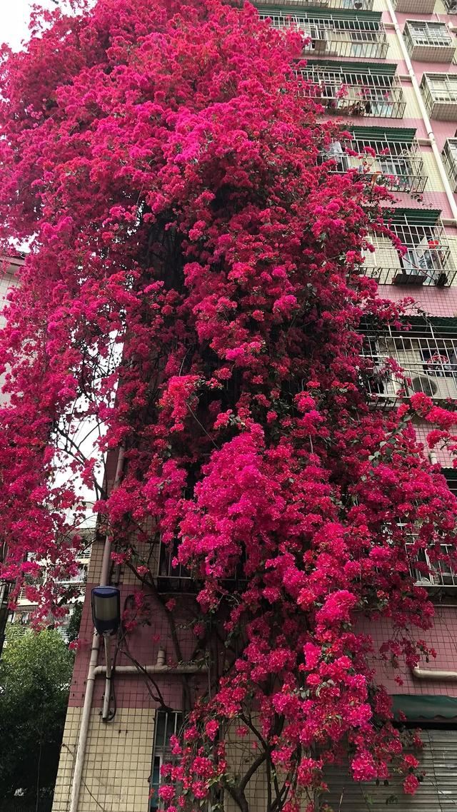 3种爬藤花是“开花大王”，家里养几盆，半年成花墙