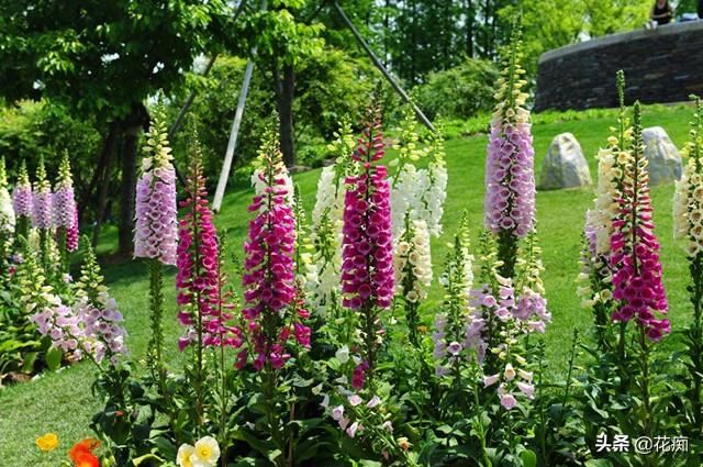超美毛地黄，1米多高的花箭开满花，种一次年年花开不断