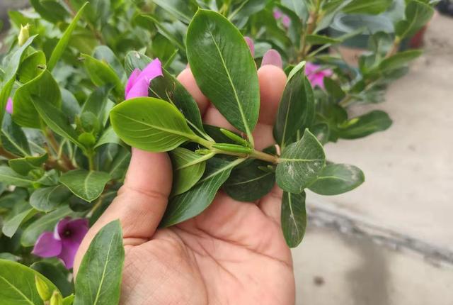 修剪长春花，一杆托3枝，3枝托9杈，越剪越丰满，长成小花树